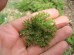 Serdecznik pospolity ‘Crispa’ (Leonurus cordifolia ‘Crispa’)